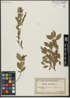 Foto von Salix hastata L.